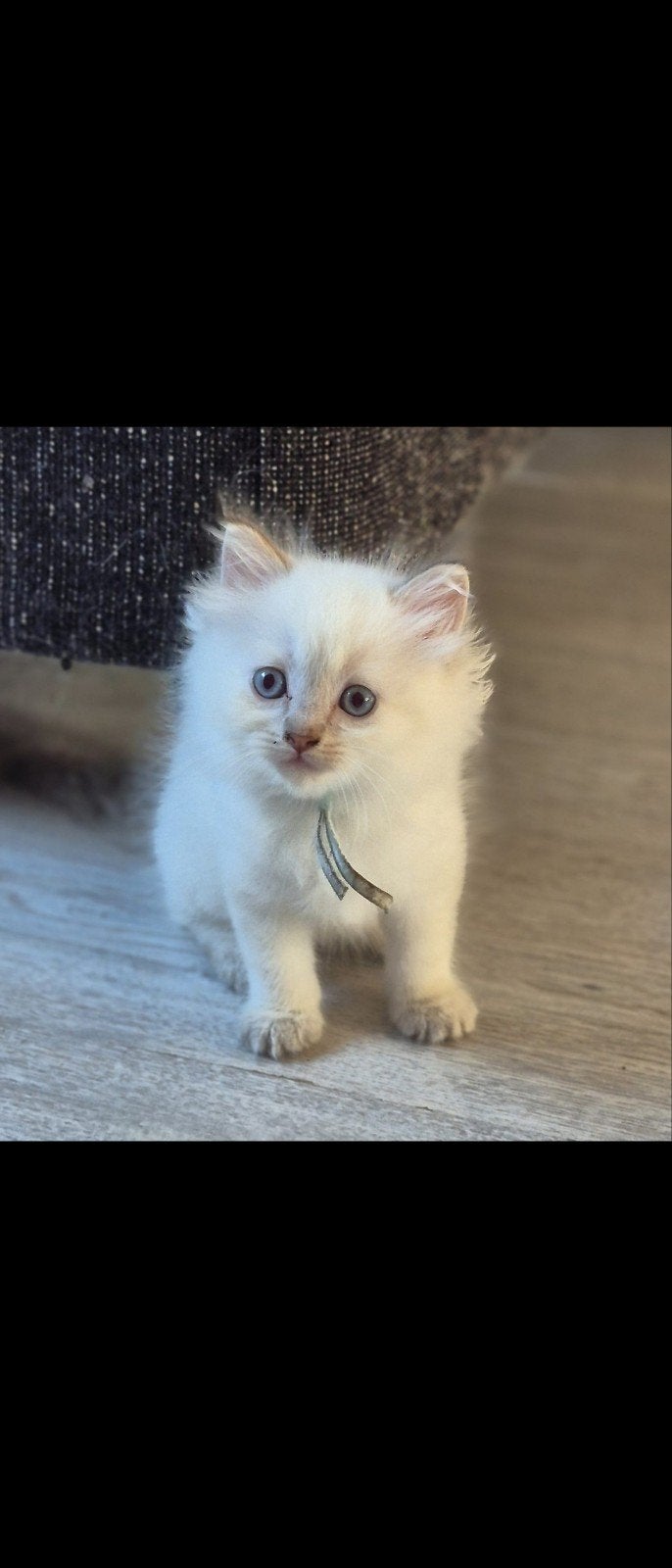Prachtige ragdoll kittens te koop, Meerdere dieren