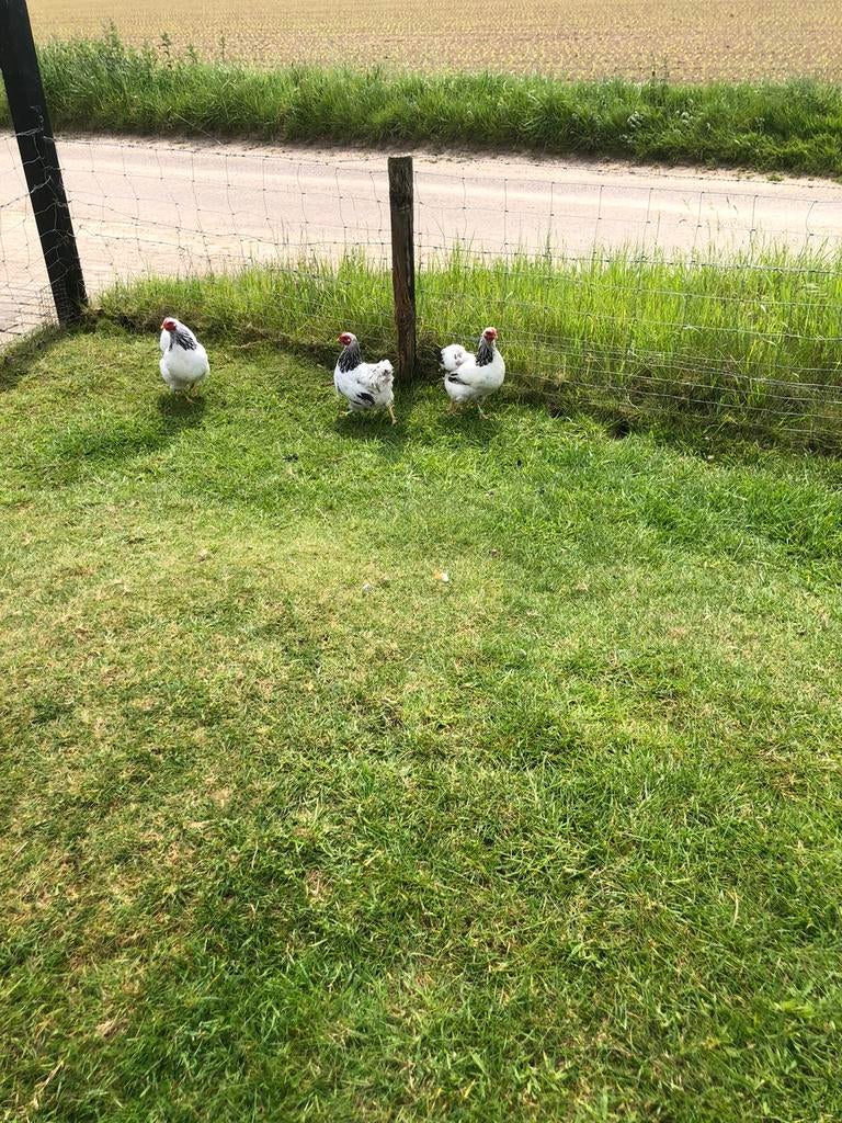 Wyandotte Columbia  kriel kippen met onverwante haan, Dieren en Toebehoren, Pluimvee, Meerdere dieren, Kip