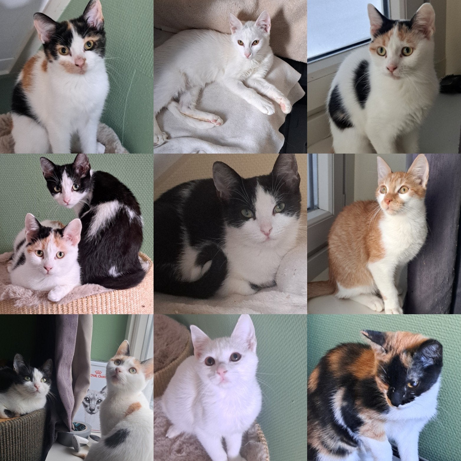 7 prachtige lieve Kittens van 23 wkn oud, Dieren en Toebehoren, Meerdere dieren, Kortharig, 0 tot 2 jaar