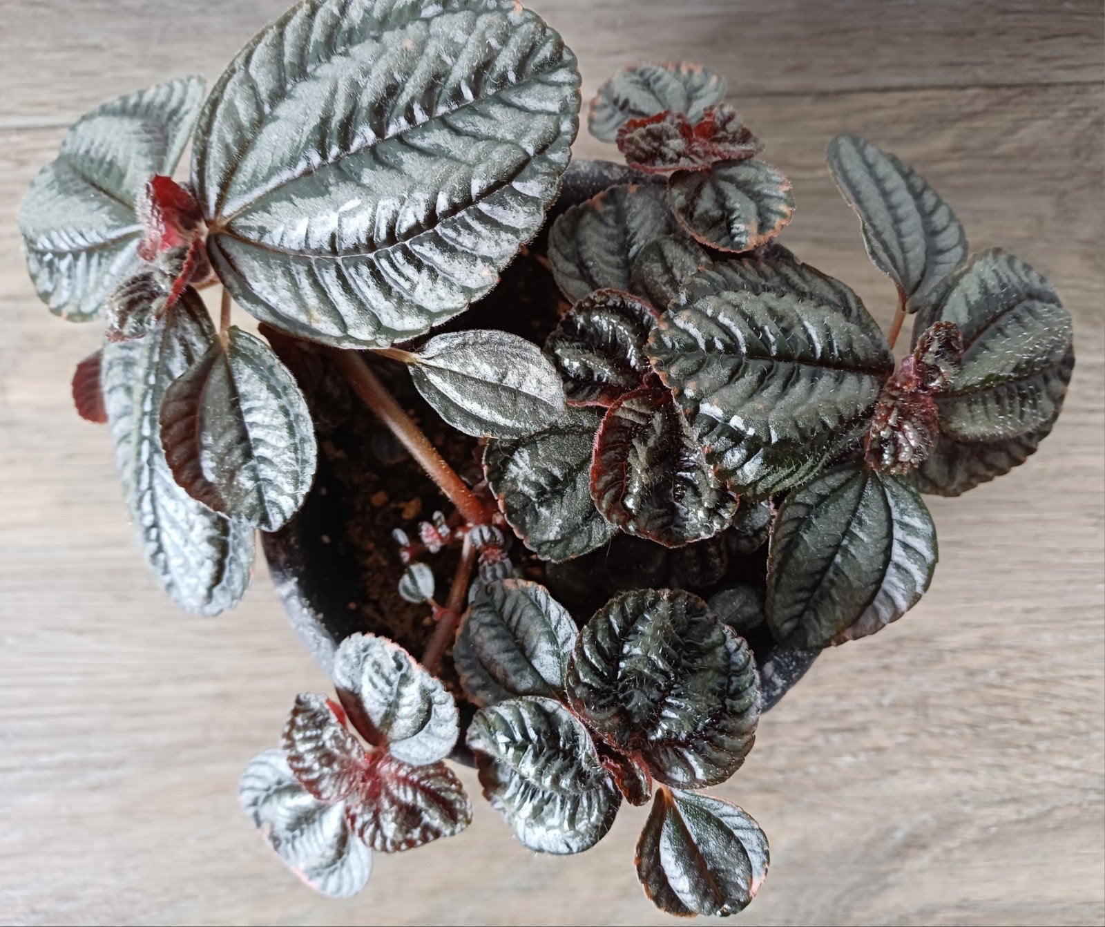 De Pilea Norfolk is een compacte, tropische kamerplant., Ophalen, Overige soorten, Halfschaduw, In pot