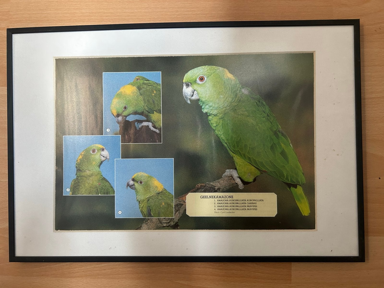 Ingelijste print van Geelnekamazone papegaai, 50 – 75, Minder dan 50 cm, Gebruikt, Ophalen of Verzenden