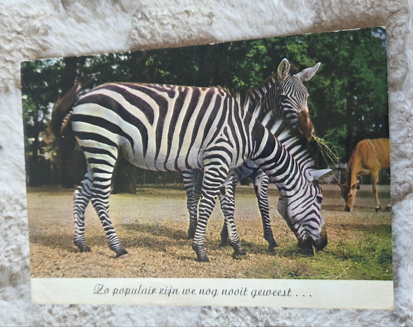 Zebra's, Verzenden, 1940 tot 1960, Gelopen, Wild dier