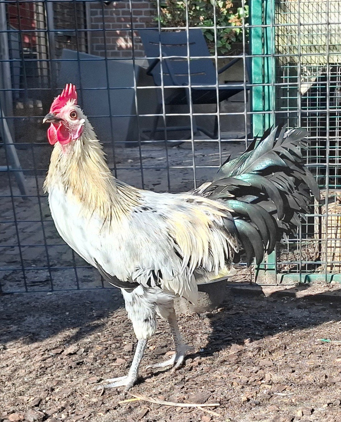 Kippenopvang zkt goede plek voor grote, tamme haan (4 mnd)!, Dieren en Toebehoren, Mannelijk, Kip