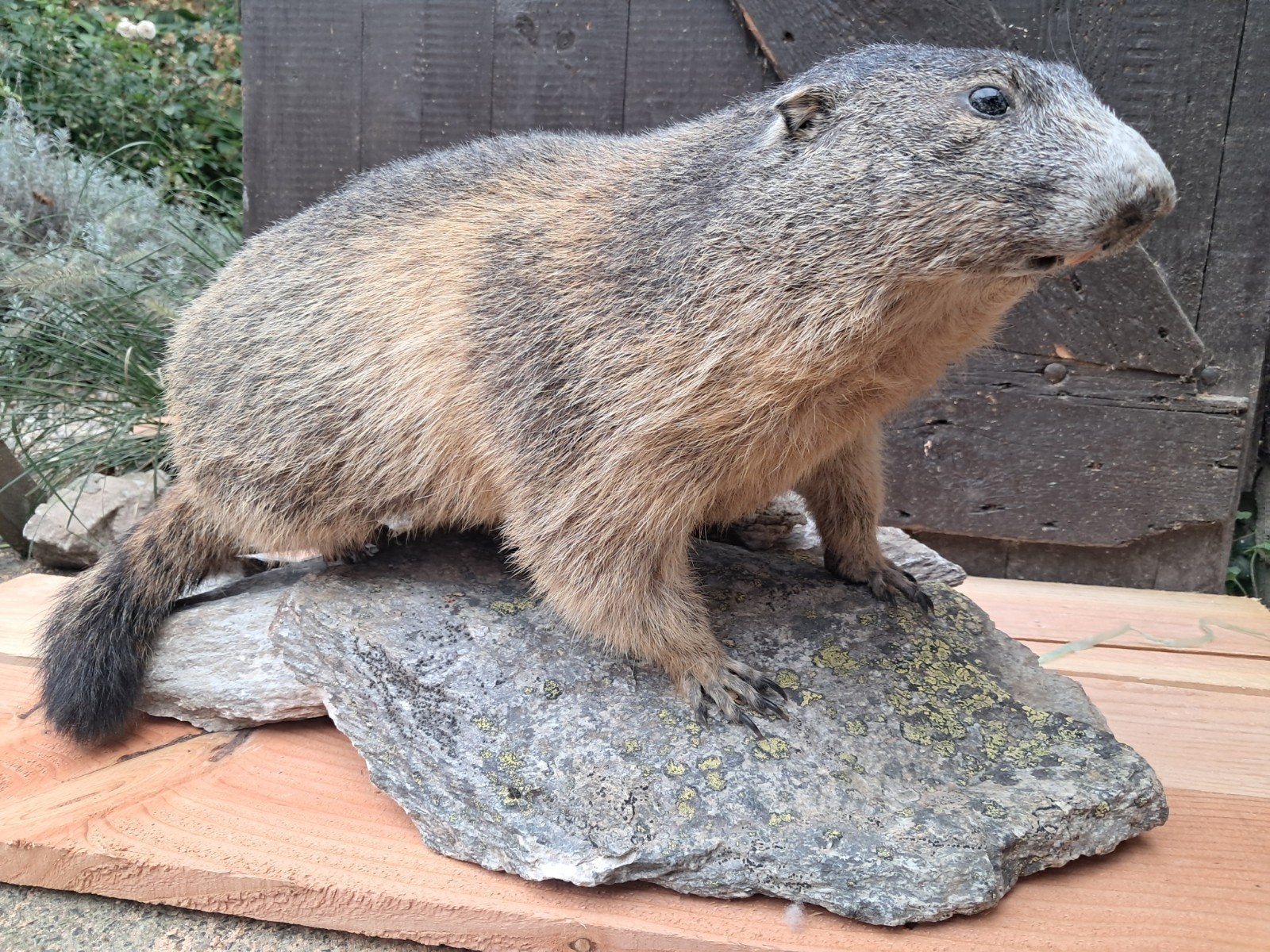 Opgezette alpenmarmot. Taxidermie. Opgezette dieren, Verzamelen, Ophalen, Zo goed als nieuw, Wild dier, Opgezet dier