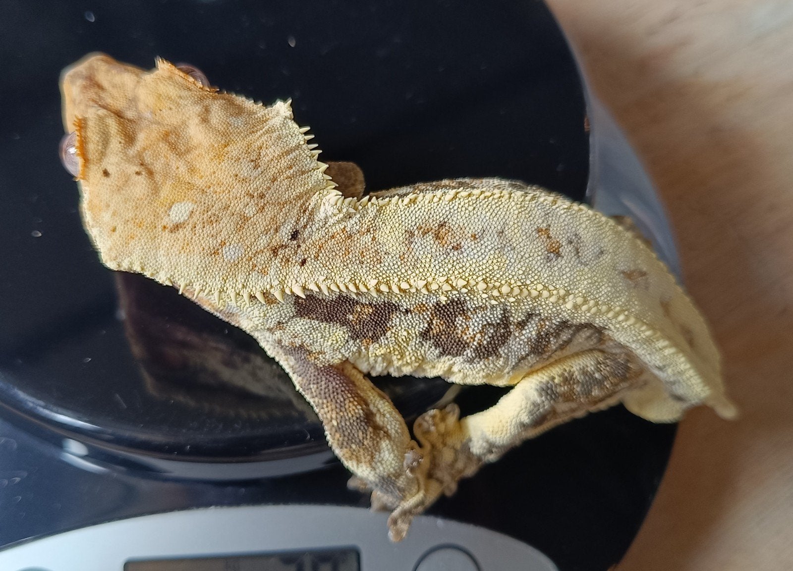Wimpergekko man Lilly White Crested Gecko photo 5