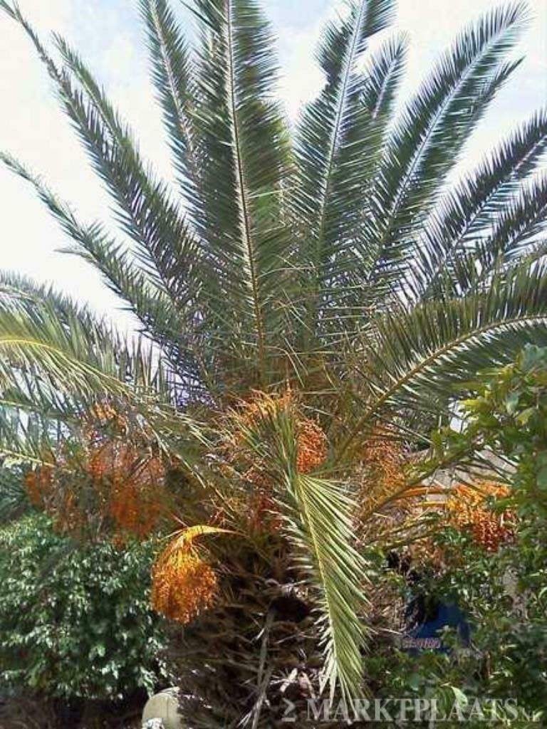 10 x Phoenix Canariensis palm boom zaden,(verzenden kan ook), Ophalen, Gehele jaar, Volle zon, Zaad