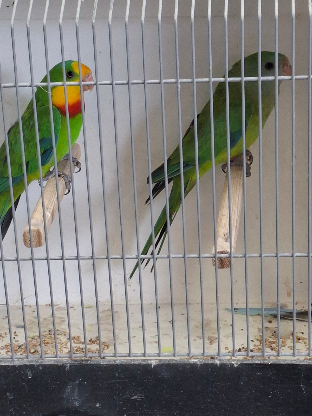 koppel barraband, Meerdere dieren, Parkiet