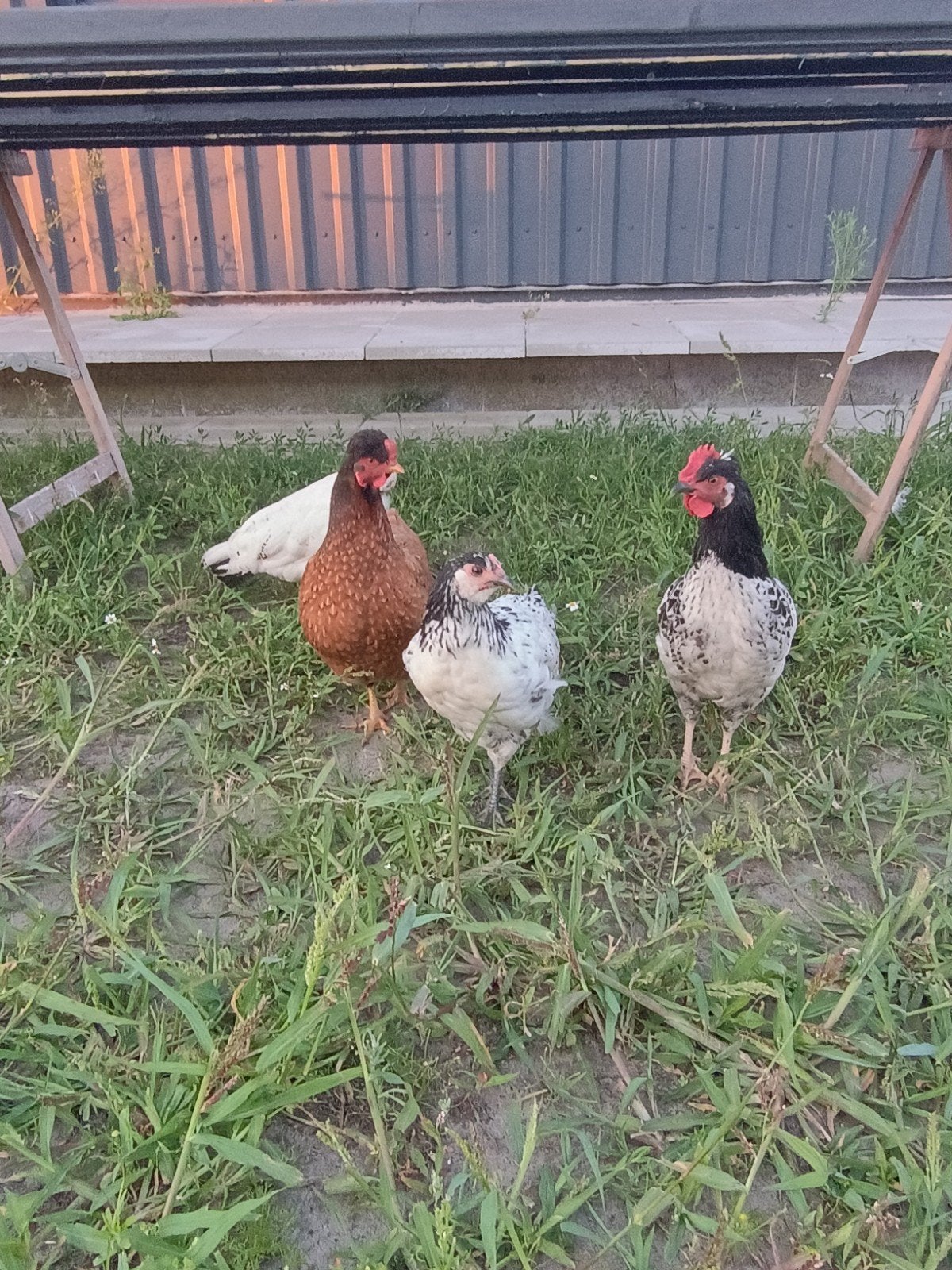 haantje, Dieren en Toebehoren, Mannelijk, Kip