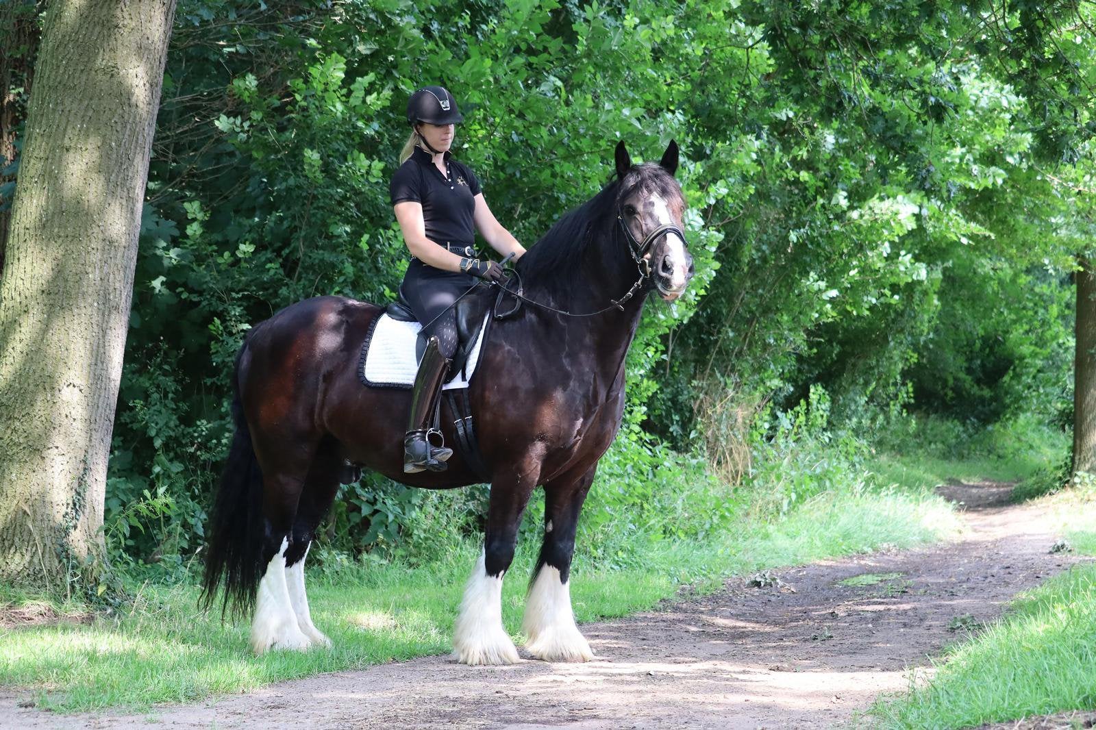 Super knappe grote tinker ruin!, Gechipt, B, Ruin, 7 tot 10 jaar