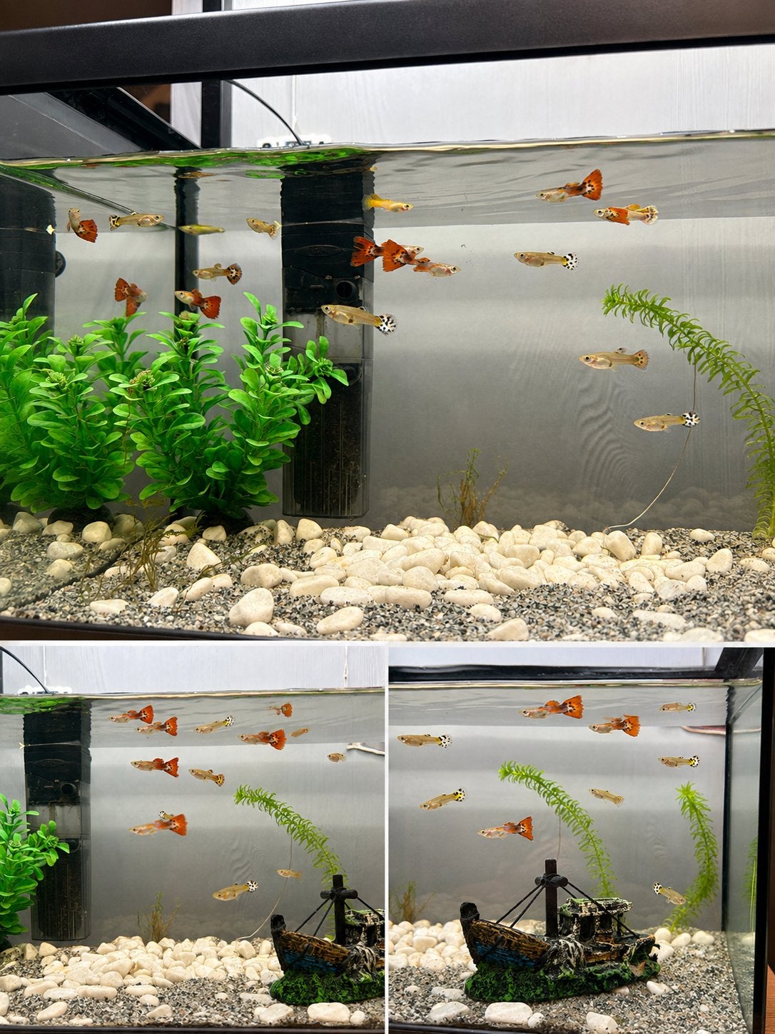 Guppies te koop, Ophalen