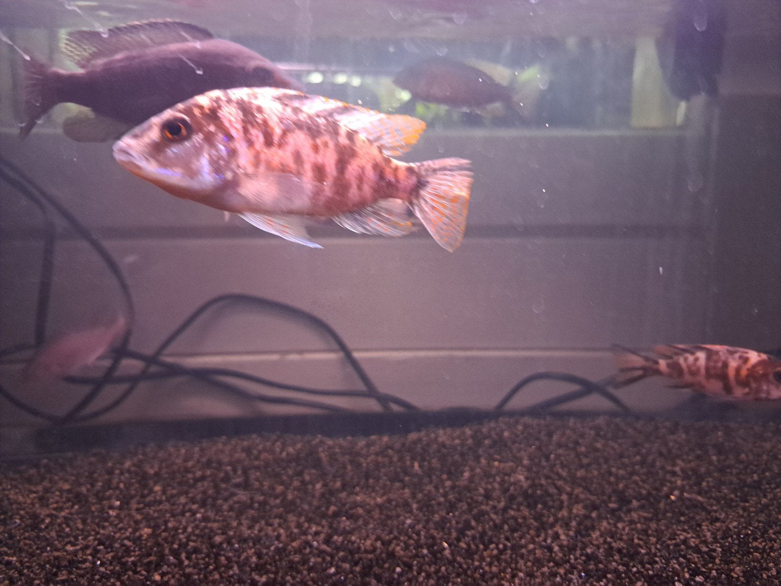 aulonocara cichliden, Vis