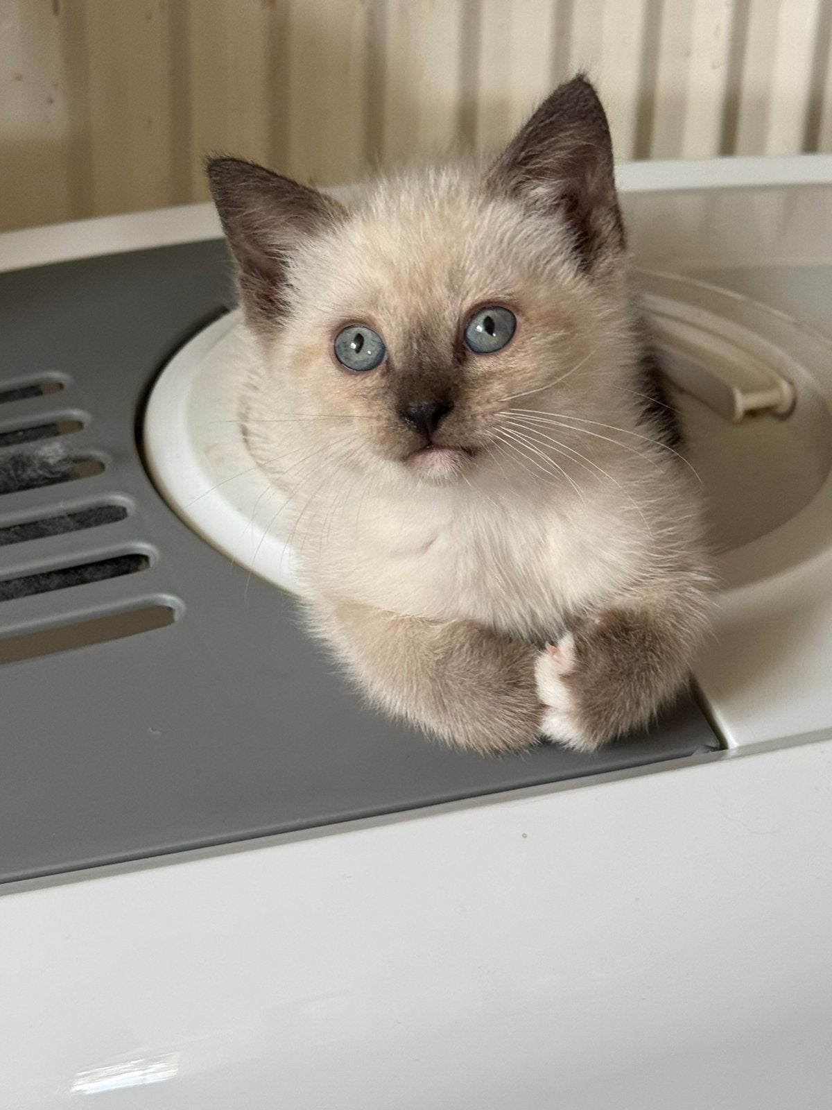 Zeer mooie lieve kruising Ragdoll kittens, Meerdere dieren