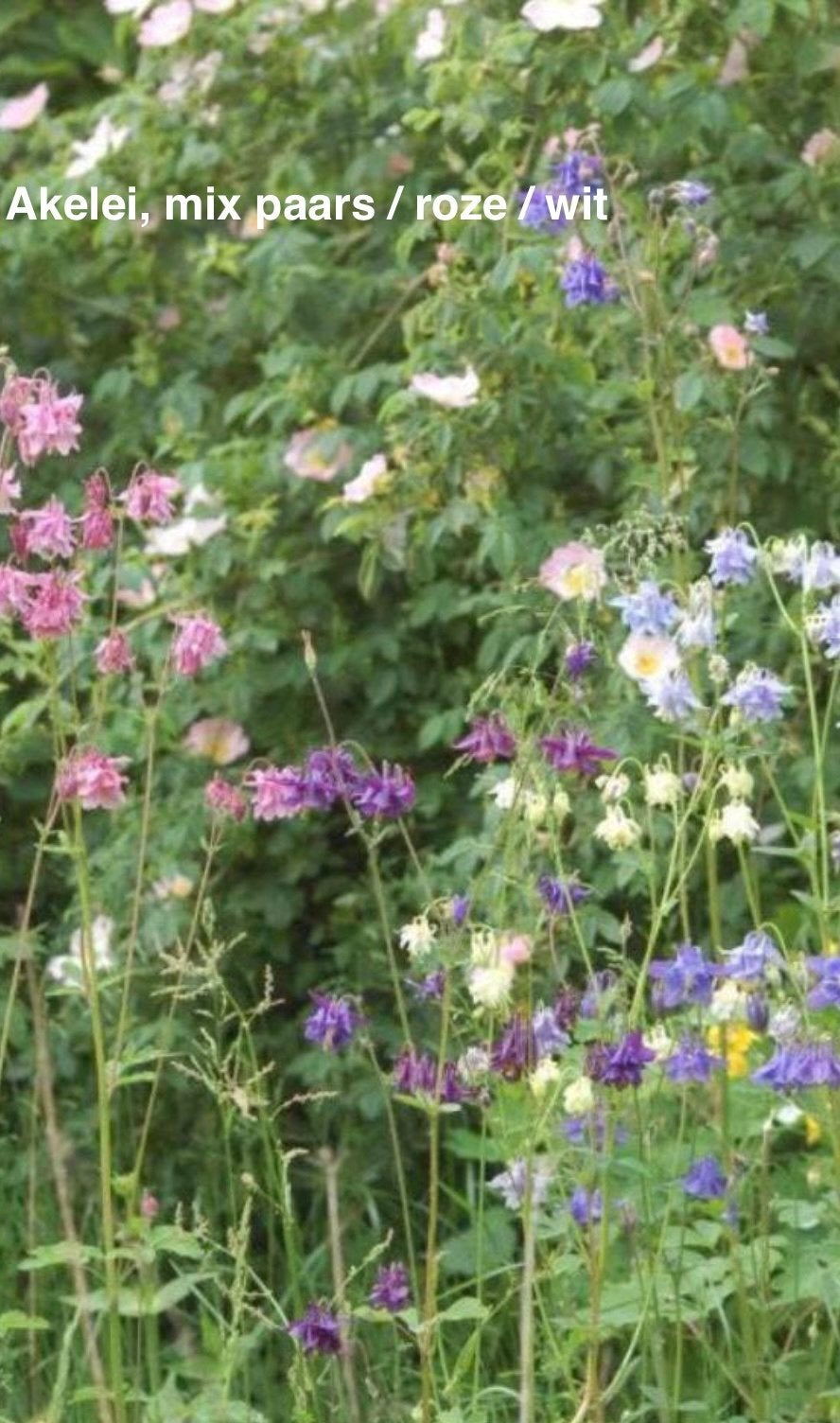 zaden Akelei mix, Ophalen of Verzenden, Halfschaduw, Zaad
