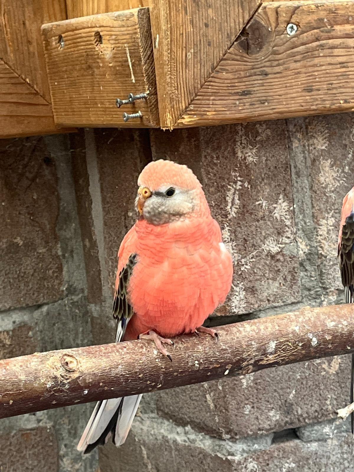 Roze bourkes, Dieren en Toebehoren, Geslacht onbekend, Parkiet