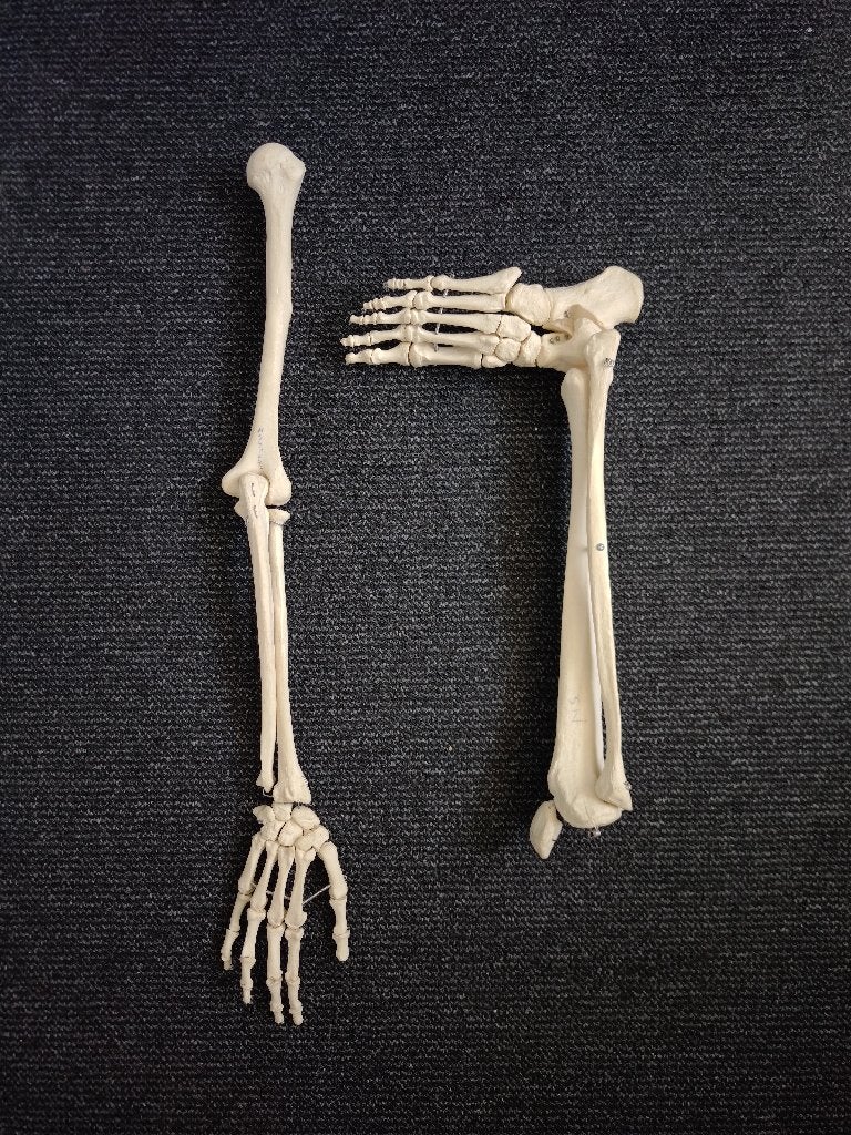 Anatomische arm- en beenmodellen op ware grootte, Ophalen, Gebruikt