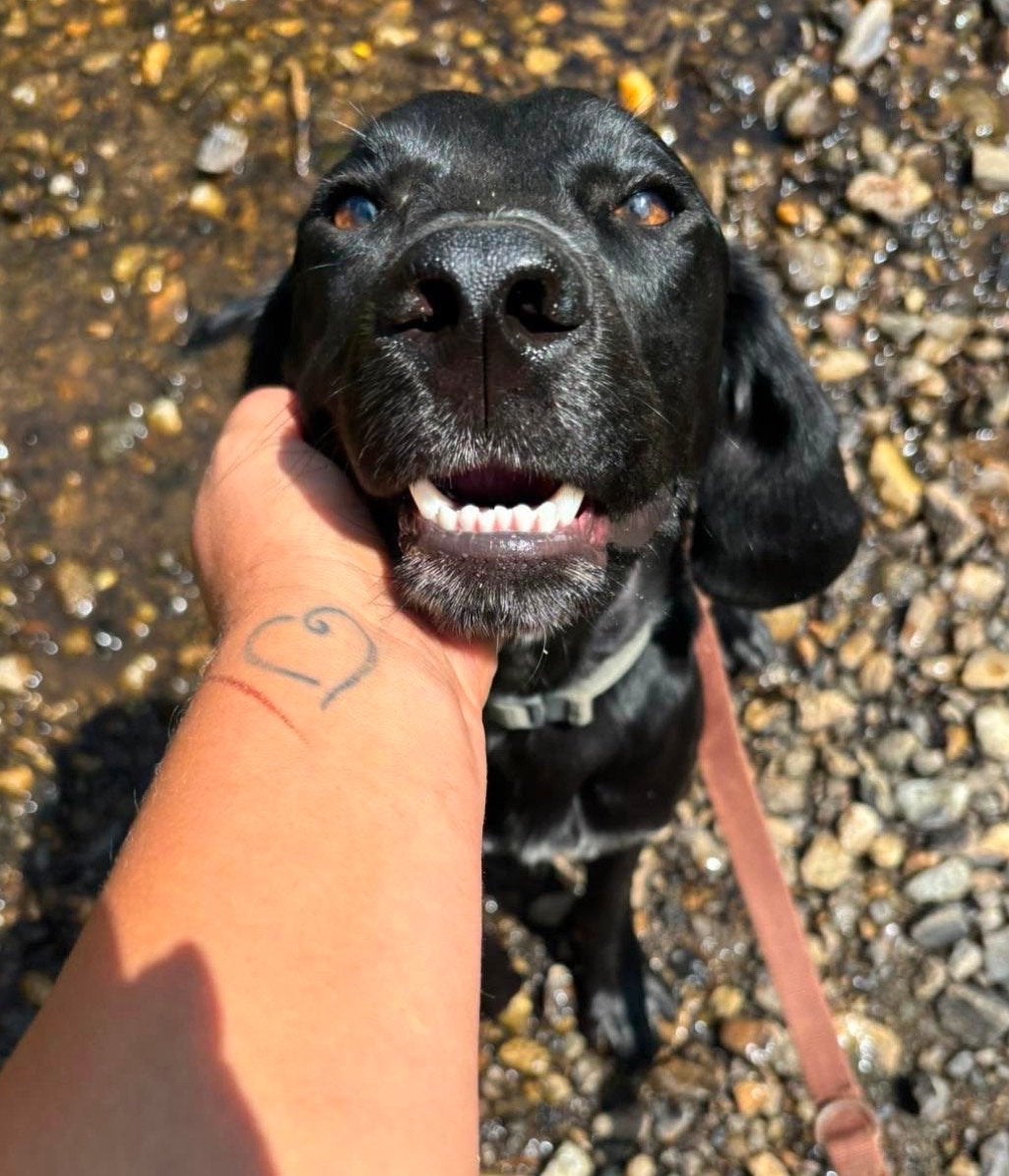 Lieve Archie 8 mnd oud mini labrador, 15 weken tot 1 jaar, Reu, Parvo, Meerdere