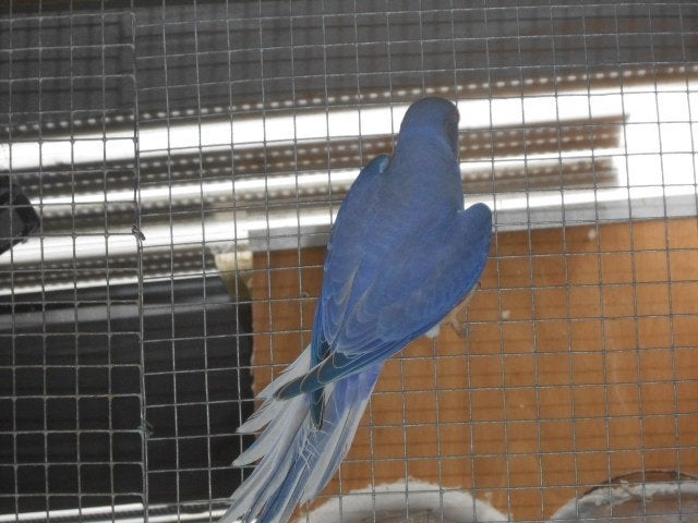 koppel halsbanden violet bleekstaart/opaline, Dieren en Toebehoren, Meerdere dieren, Parkiet, Geringd
