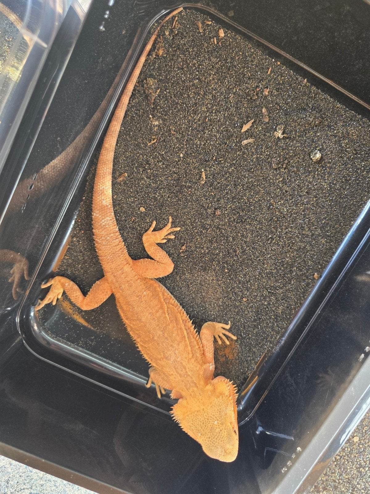 Prachtige vrouwelijke Translucent baardagaam Bearded Dragon photo 4