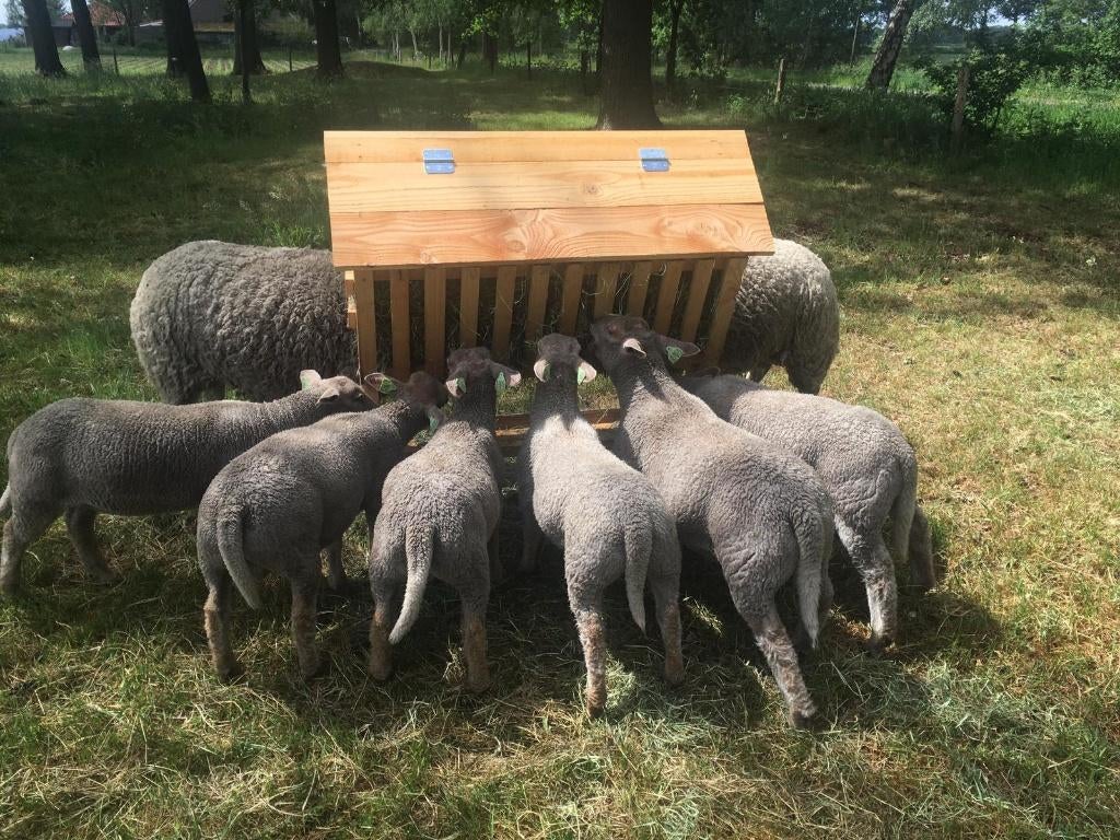 nieuw gemaakte Douglas hooiruiven, Meerdere dieren, Schaap