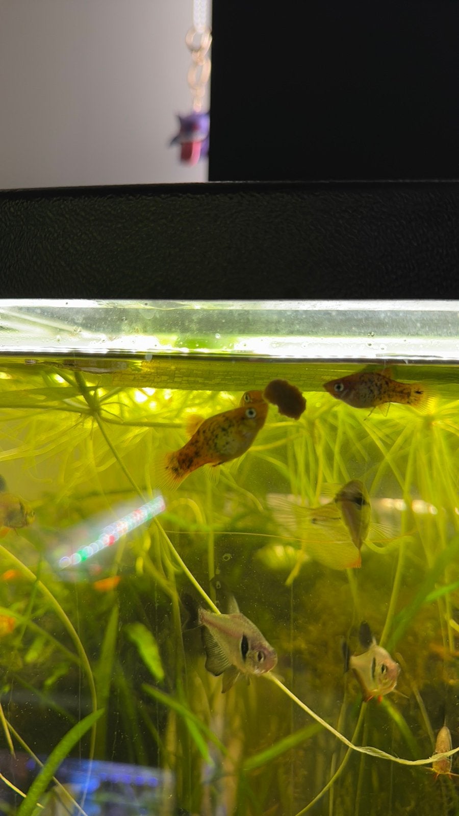 Platy - aquarium vissen, Vis