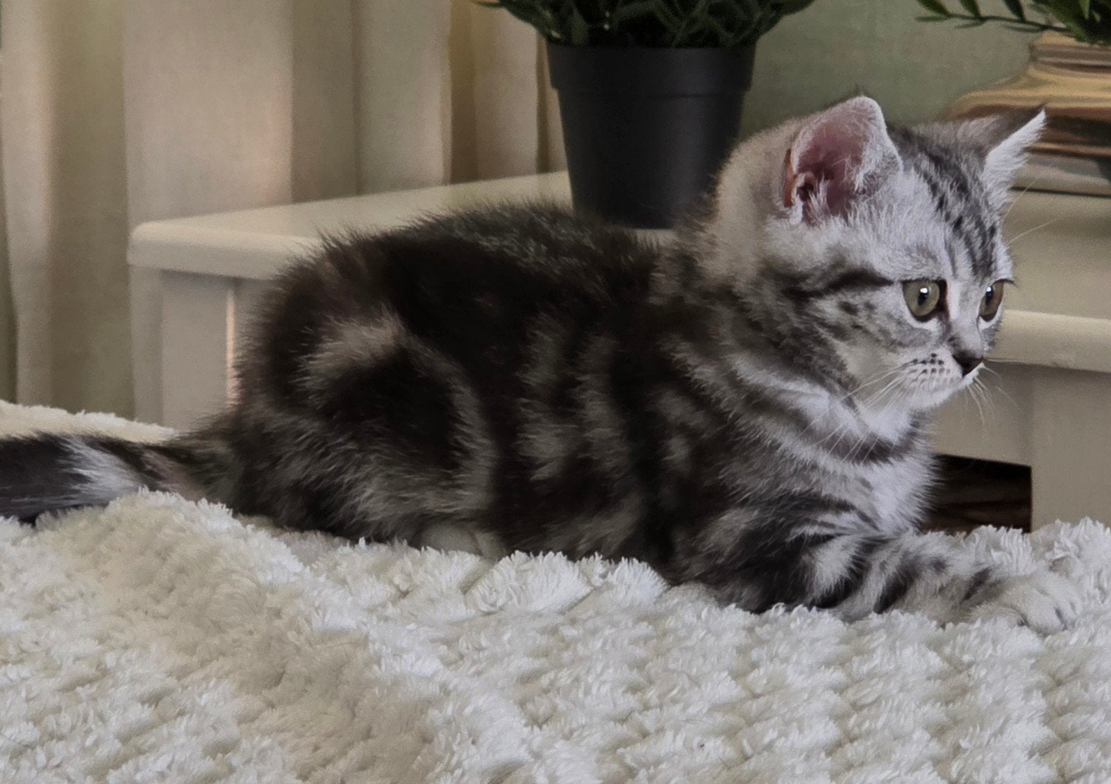 Britse korthaar black silver tabby blotched poesje, Dieren en Toebehoren, Poes, Gechipt, 0 tot 2 jaar