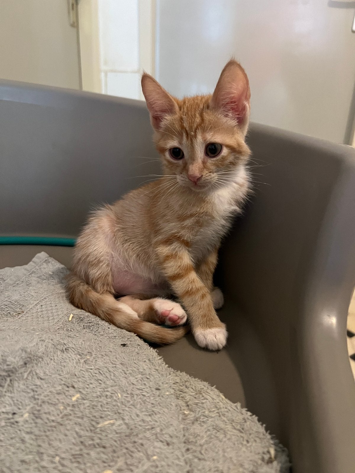 4 kitten poezen, Poes