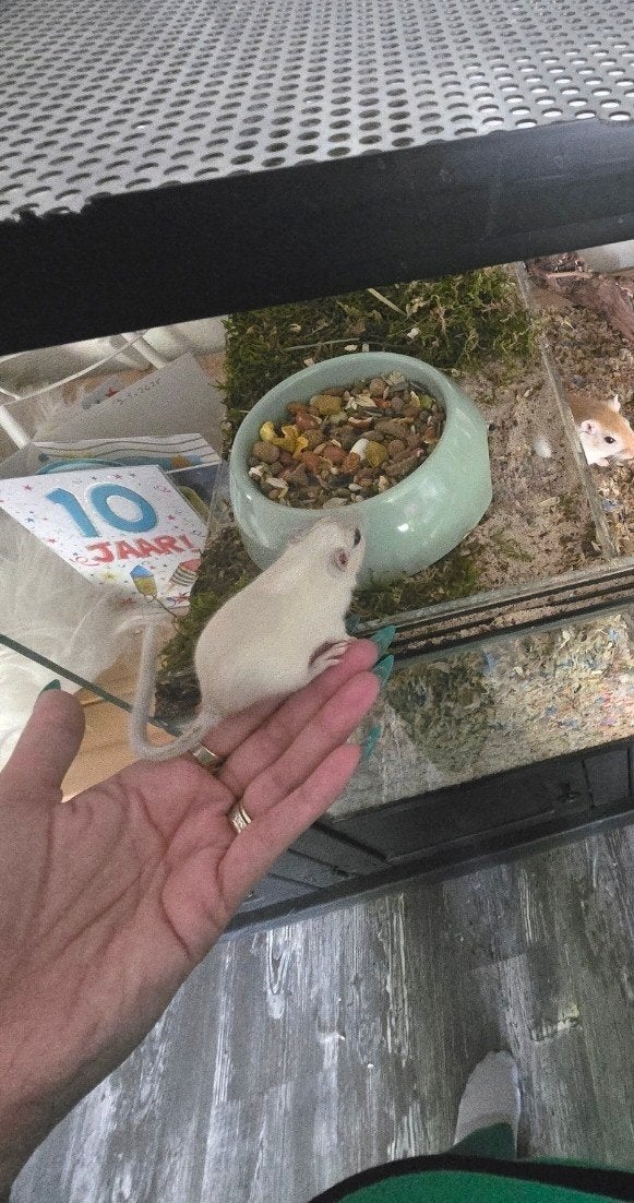 Gerbils ter overname! SPOED!, Januari, Vrouwelijk, Overige typen