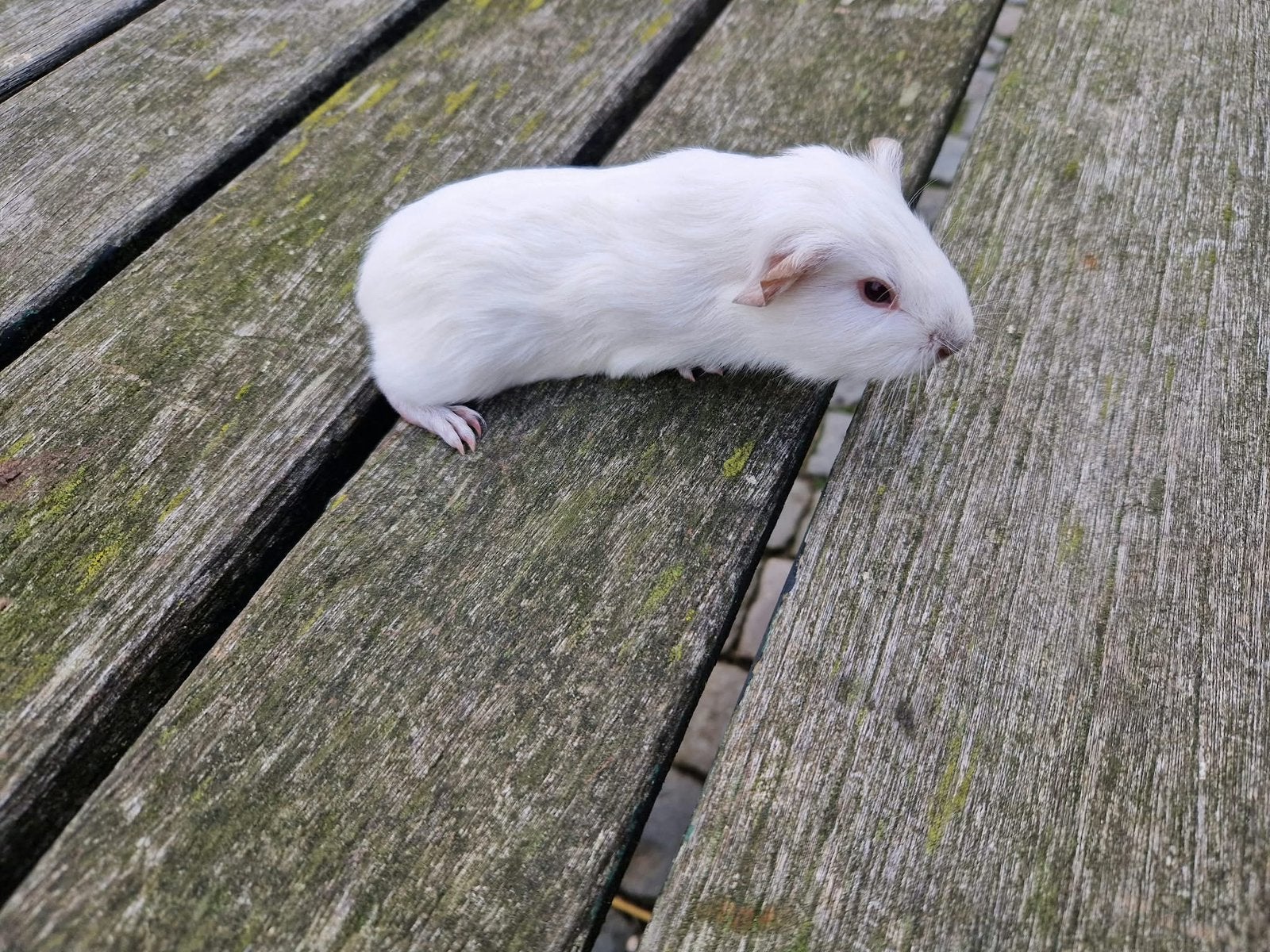 Mooie cavia, vrouwtje, Cavia, Vrouwelijk, Tam, September
