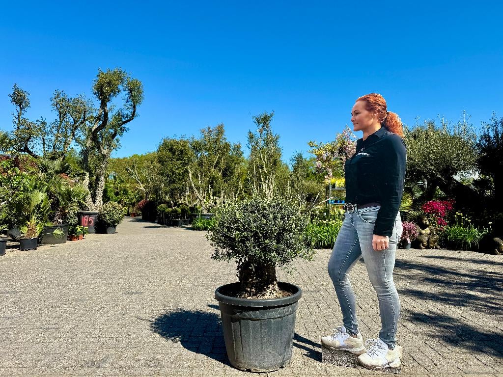 Mini olijfboom - Olea europaea  60/80 cm stamomtrek te koop!