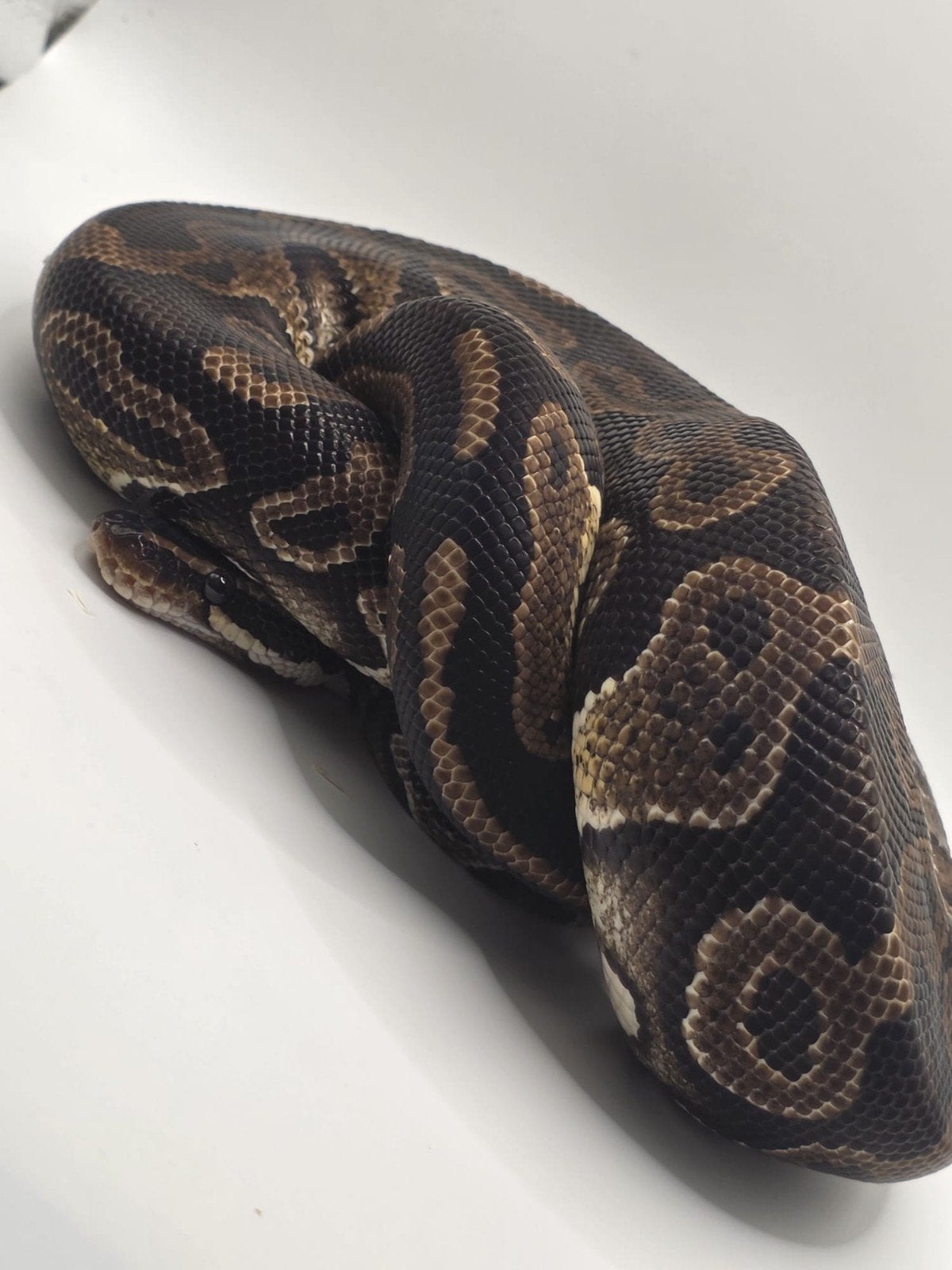 koningspython ballpython python regius, Slang, 0 tot 2 jaar