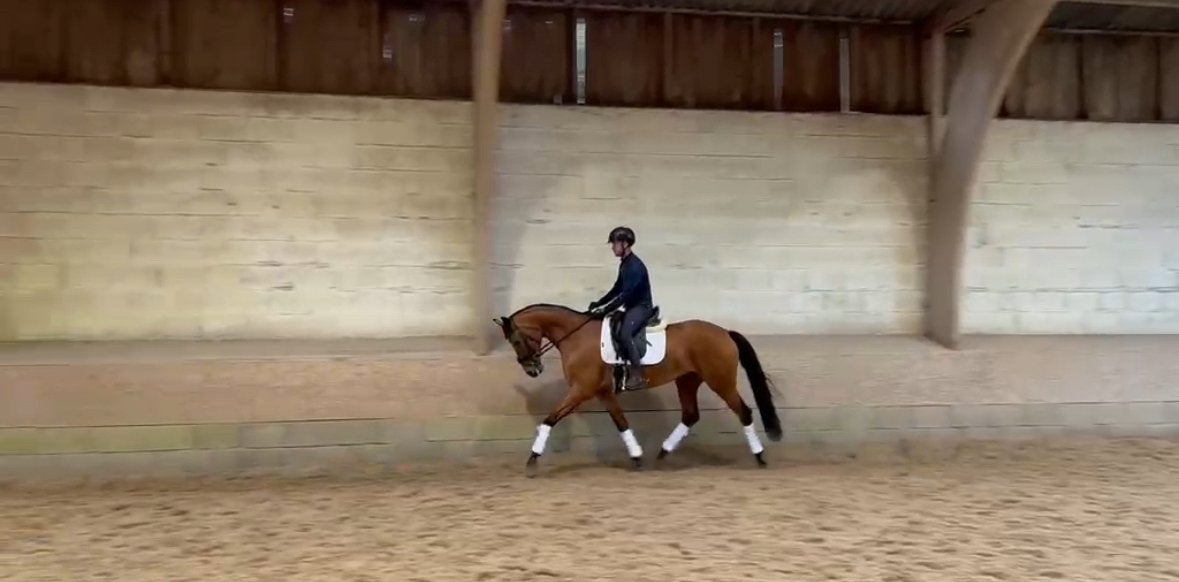 Toekomstig sport paard te koop, Merrie, Dressuurpaard