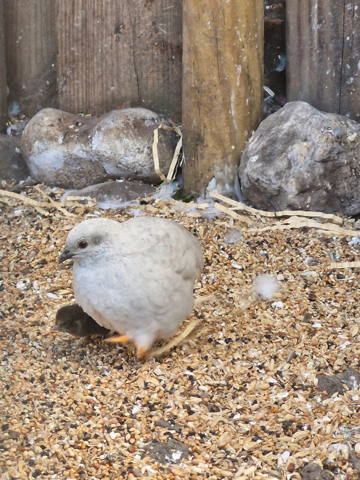 Chinese dwergkwartels te koop!, Dieren en Toebehoren, Meerdere dieren, Tropenvogel