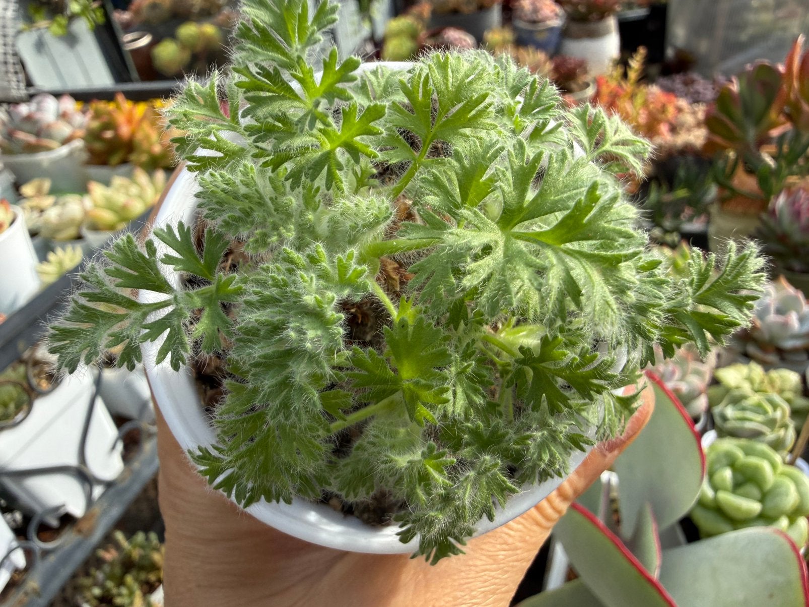 Pelargonium appendiculatum ②/pot 8cm/Knollen /Caudexplanten, Ophalen of Verzenden, Overige soorten, Volle zon