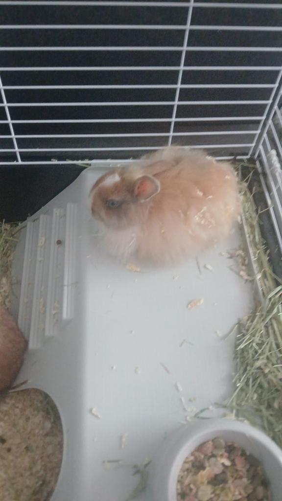 Te koop tam dwerg konijnen 2mannetjes zijn 9-10wk oud, Cavia, Februari, Mannelijk, Tam