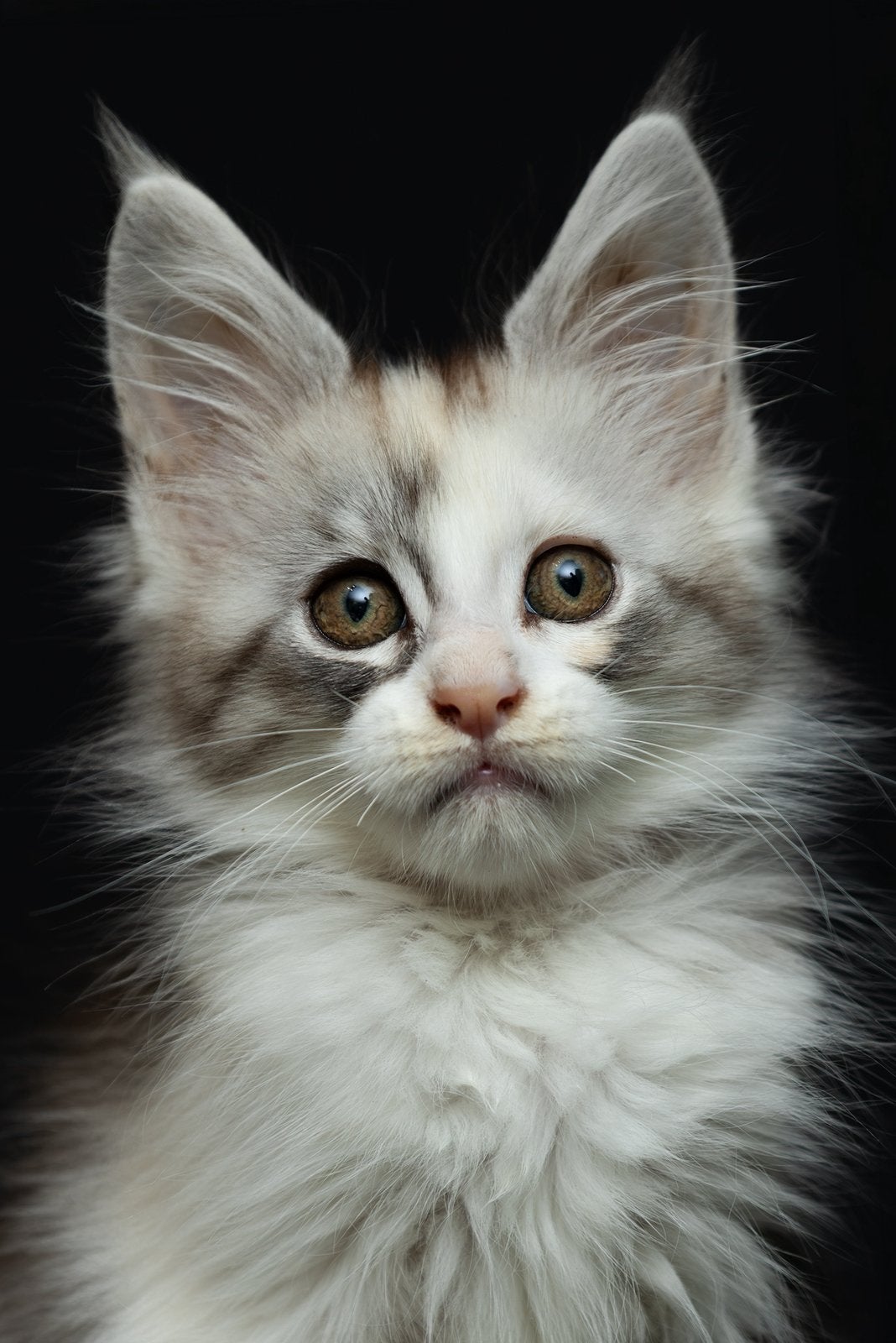 Main Coon  kittens met stamboom, Dieren en Toebehoren, Meerdere dieren, Met stamboom