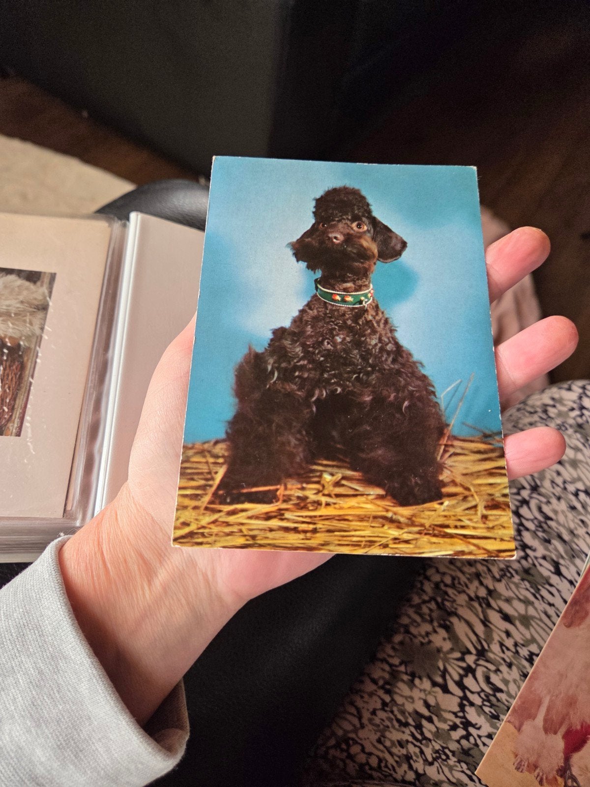 Vintage Ansichtkaart Zwarte Poedel Hond, Ophalen of Verzenden, 1960 tot 1980, Ongelopen, Hond of Kat