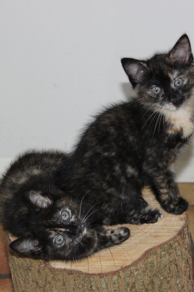 super lieve poesjes, Meerdere dieren, Kortharig, 0 tot 2 jaar