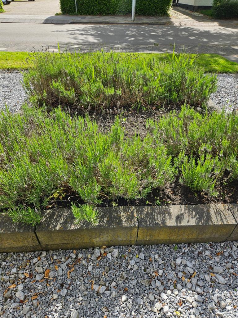 Lavendel, Ophalen, Overige soorten, Volle zon