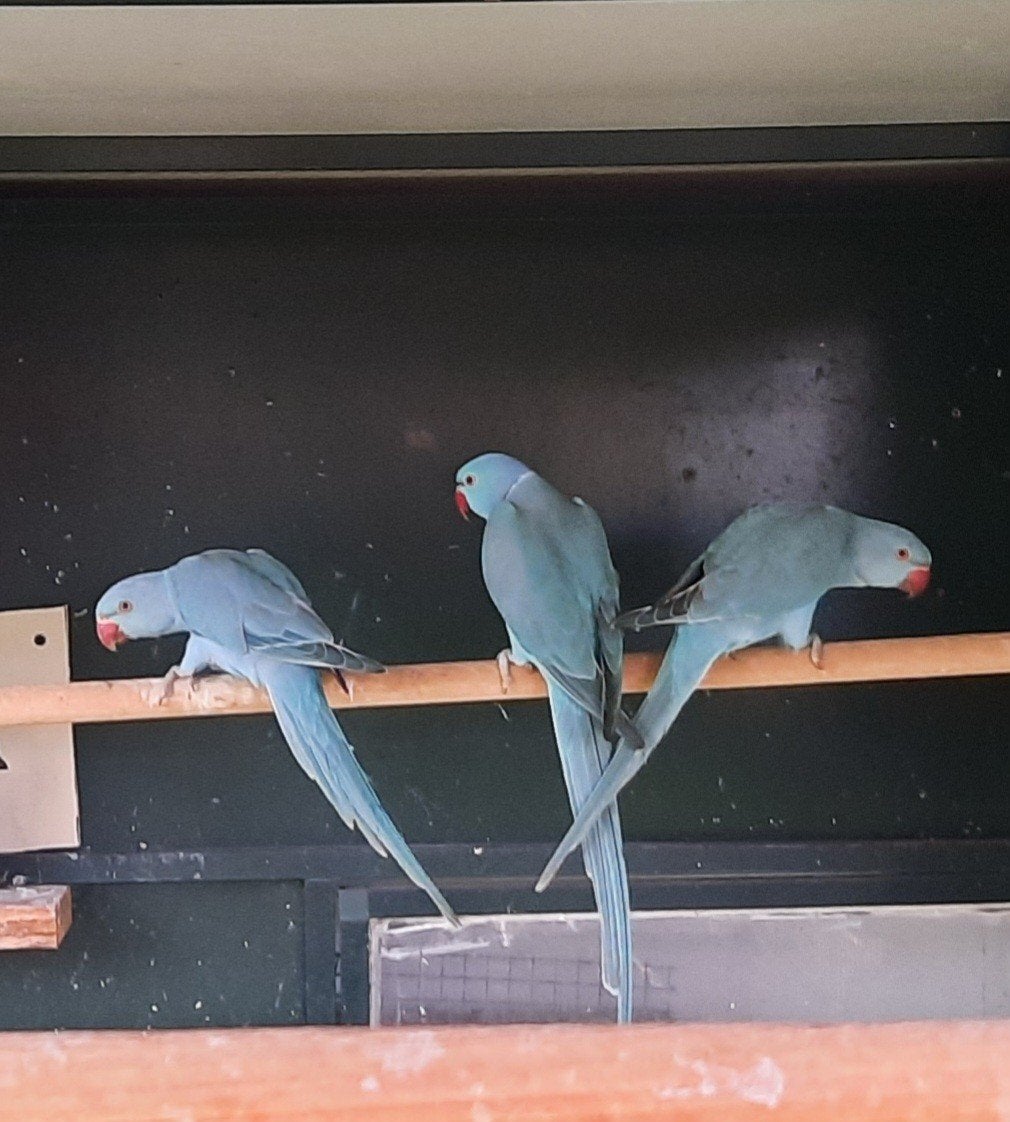 4 jonge halsband parkieten, Dieren en Toebehoren, Meerdere dieren, Parkiet