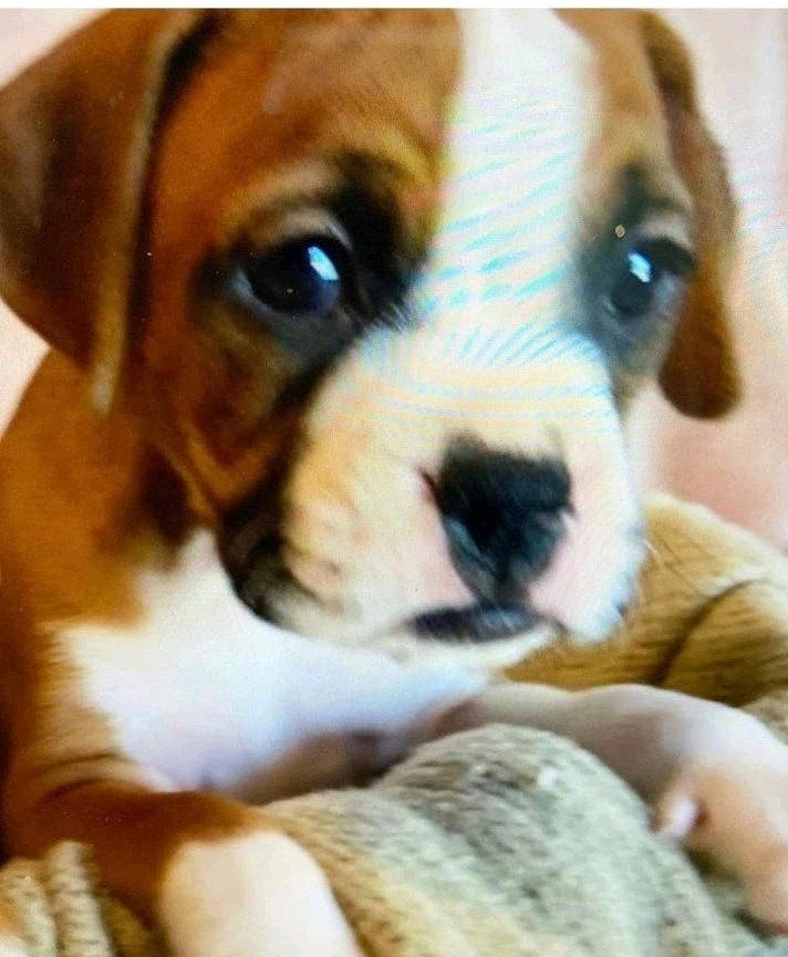 honden oppas aangeboden, Dieren en Toebehoren, Ophalen of Verzenden