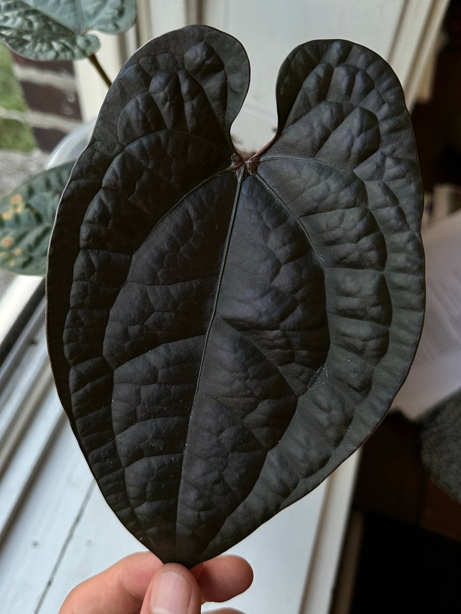 Anthurium AOS df x luxurians (stek), Ophalen, Halfschaduw, Minder dan 100 cm