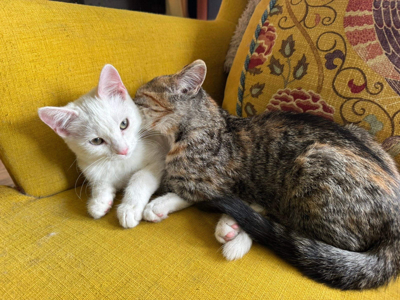 Te koop twee kittens half Turkse Angora, Poes