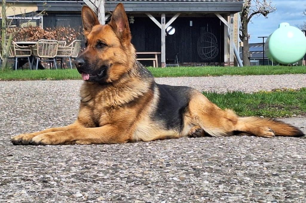 Raszuivere Duitse Herder pups, Dieren en Toebehoren, Honden | Herdershonden en Veedrijvers, Parvo, 8 tot 15 weken, Meerdere, Meerdere dieren