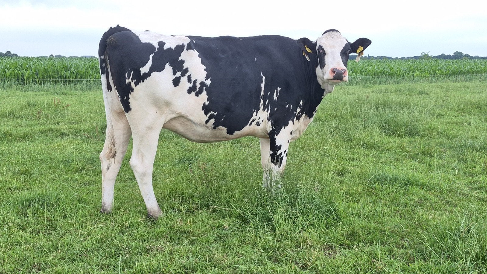 Geweldige mooie vaars te koop., Dieren en Toebehoren, Meerdere dieren, 0 tot 2 jaar