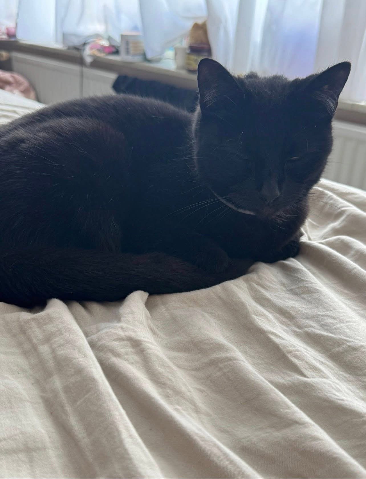Zwarte poes 2 jaar gratis, Ophalen of Verzenden