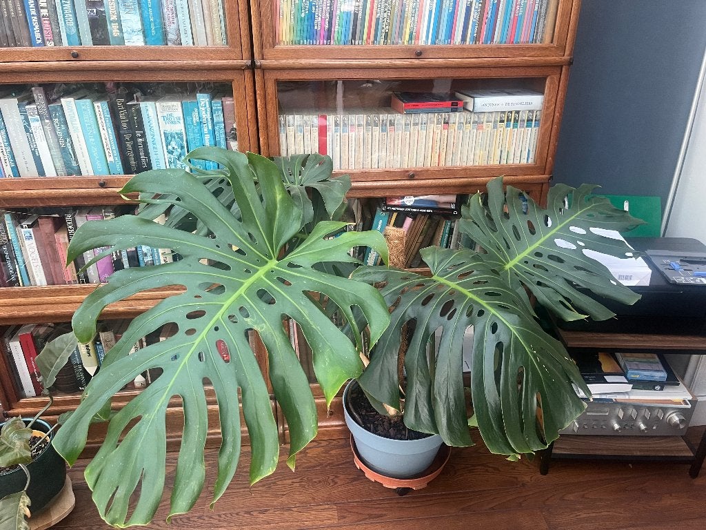 Grote Monstera, Huis en Inrichting, Ophalen, In pot, Halfschaduw, Minder dan 100 cm