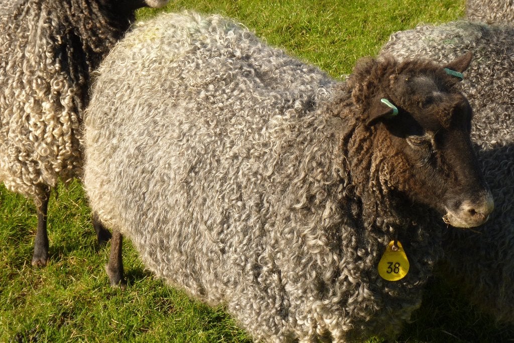 Te koop Gotland Pelsschaap, Meerdere dieren, Schaap, 3 tot 5 jaar