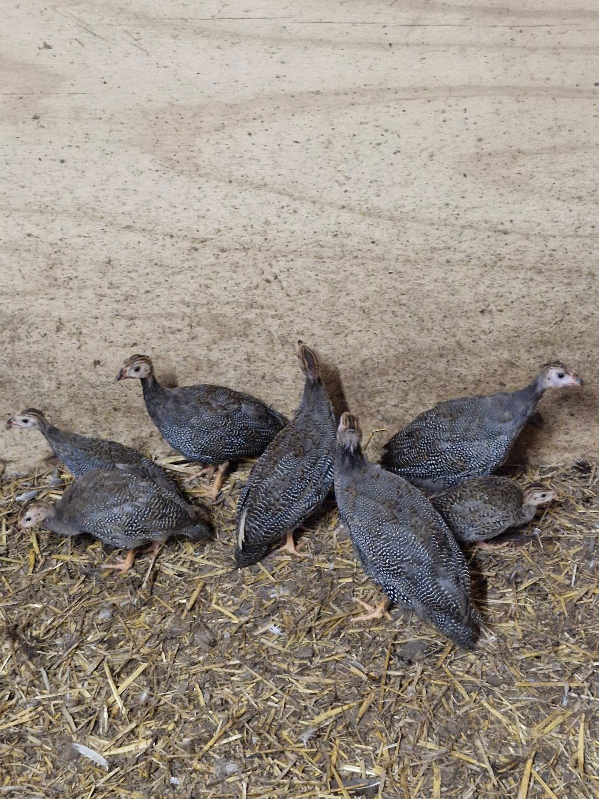parelhoenders, Meerdere dieren, Overige soorten