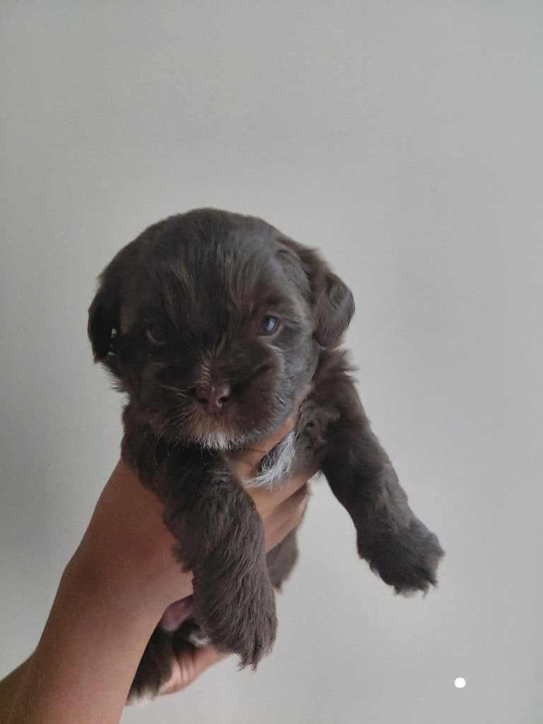 Boomer pups 2 reutje te koop, Overige rassen, 8 tot 15 weken, Geslacht onbekend, Parvo