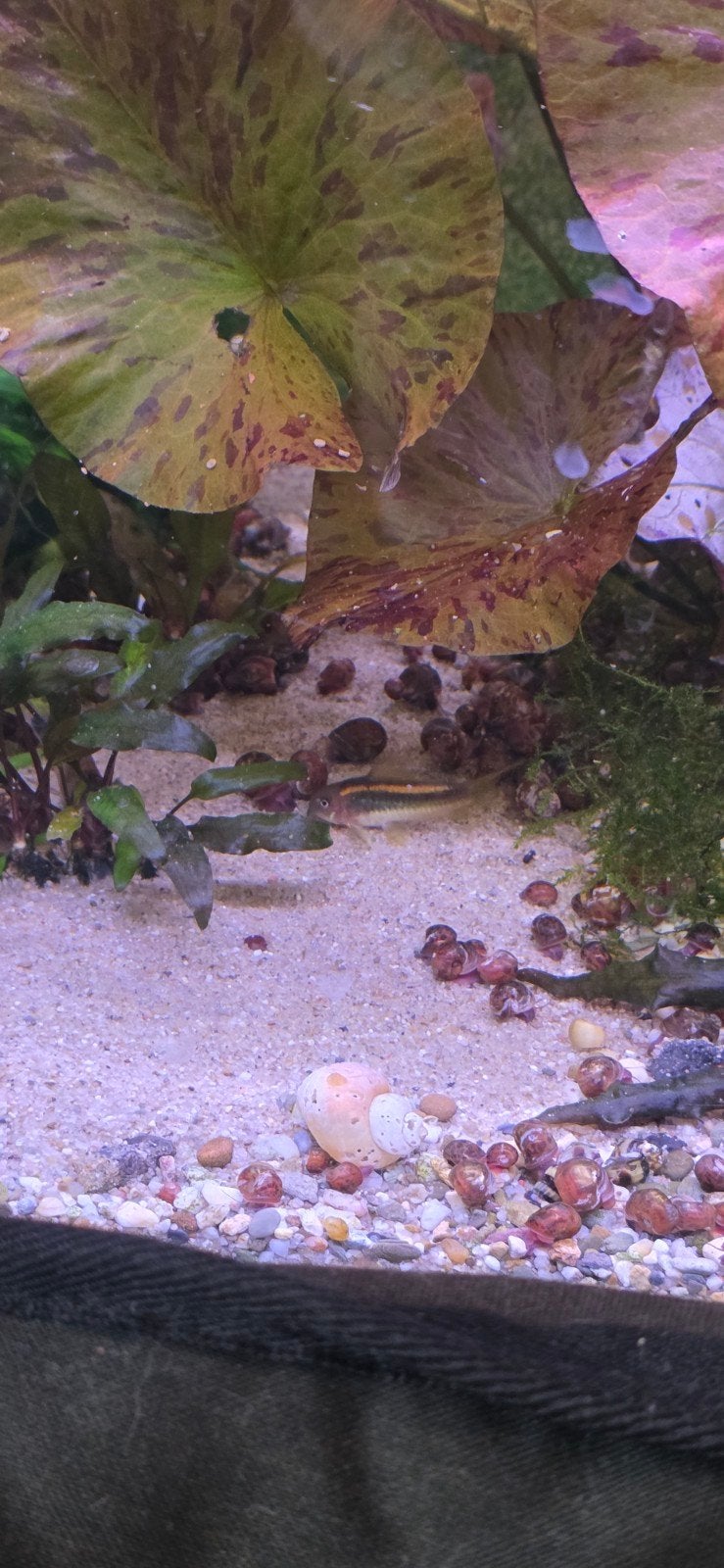 corydora goldstripe, Dieren en Toebehoren, Vissen | Aquariumvissen, Vis, Zoetwatervis